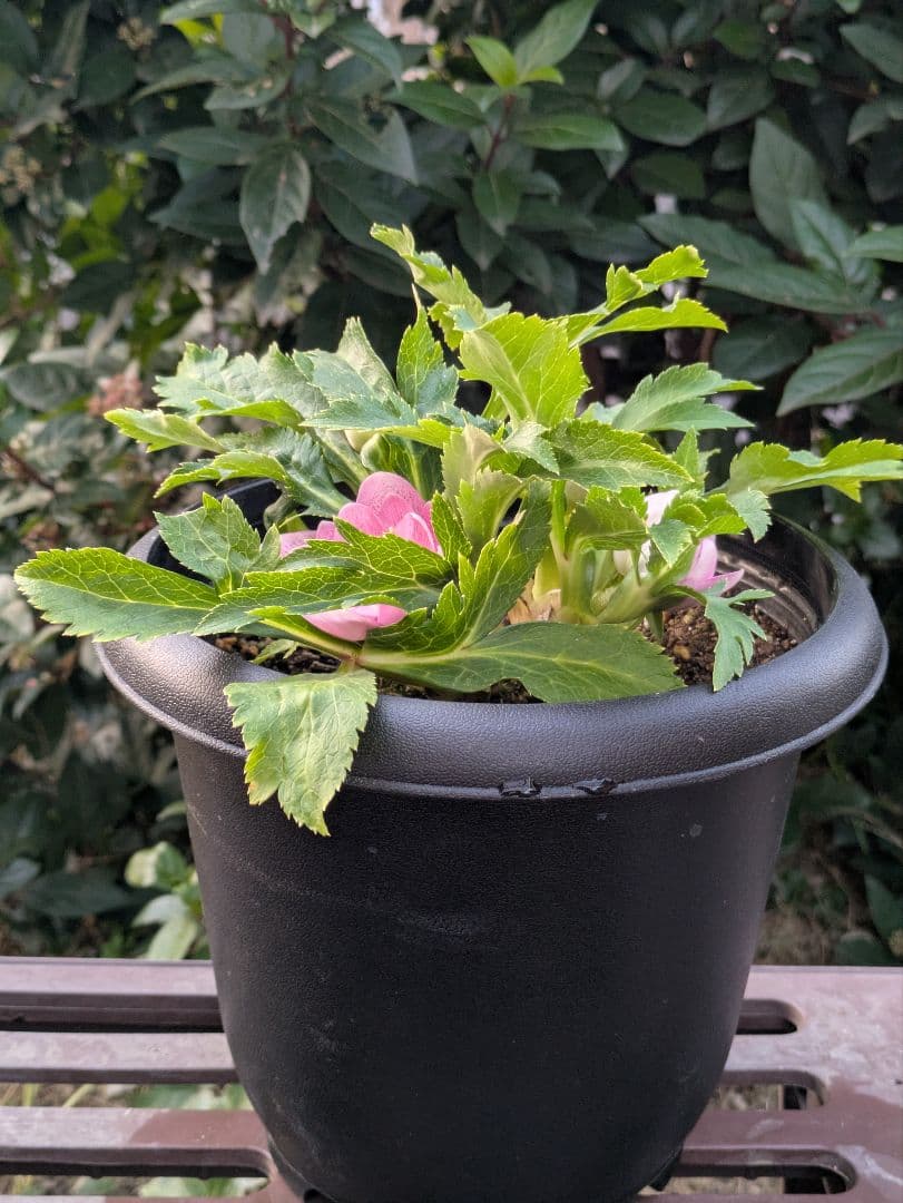 広瀬園芸 クリスマスローズ オーレア系ピンクグラデーション DDリバーシブル