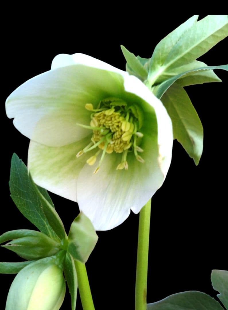 クリスマスローズ　原種交配