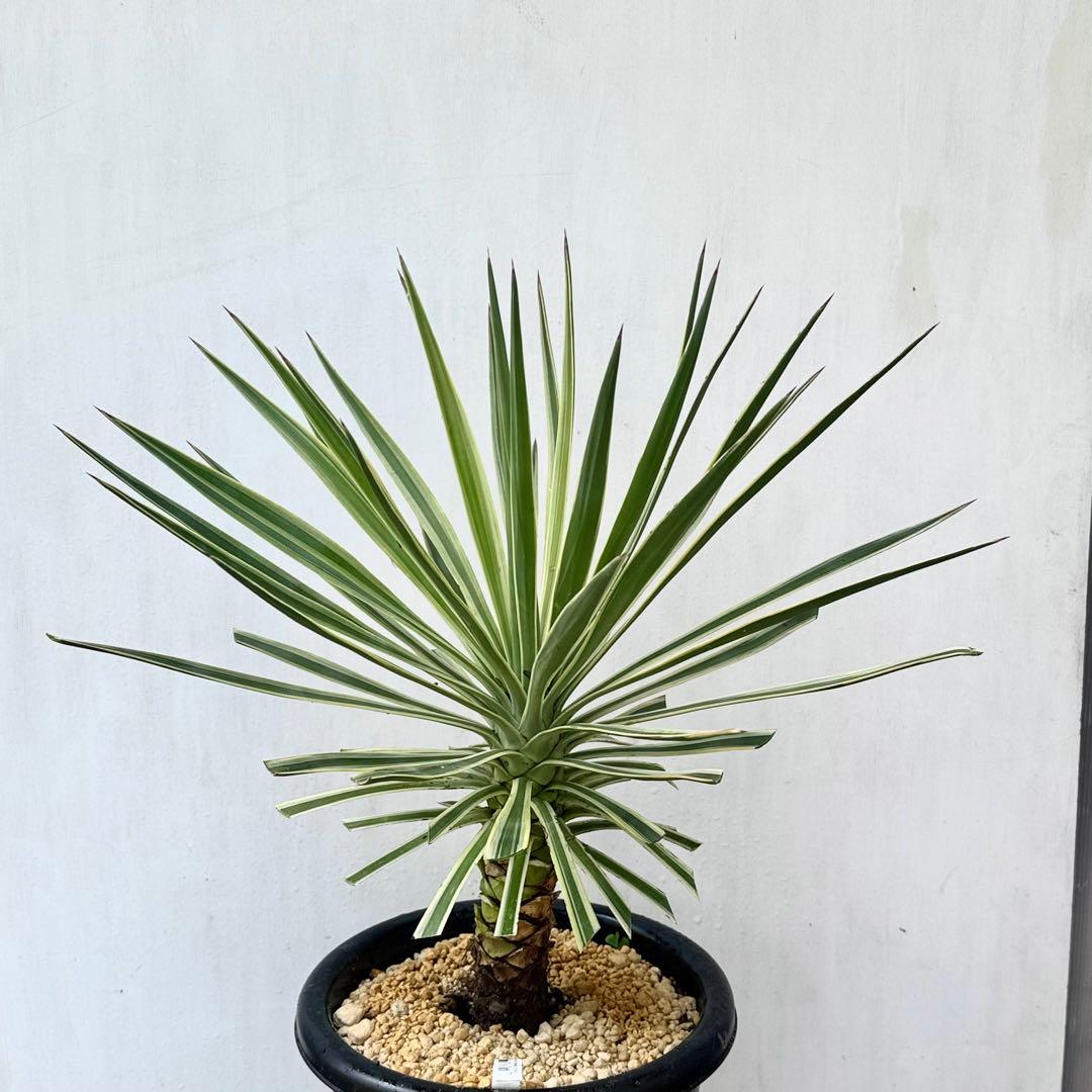 トモジュン様用 ユッカ アロイフォリア 斑入り②バリエガータ 千寿蘭