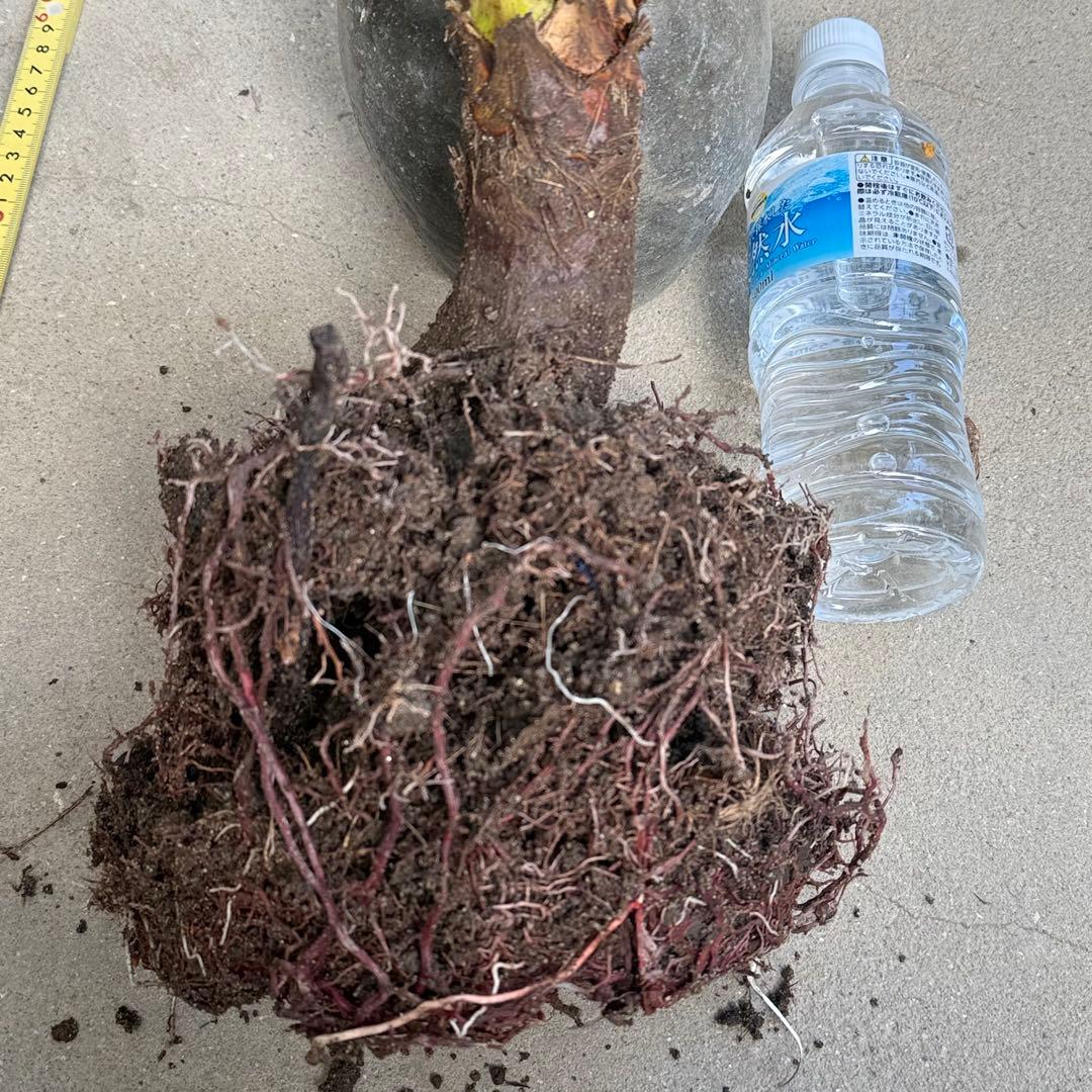 トモジュン様用 ユッカ アロイフォリア 斑入り②バリエガータ 千寿蘭