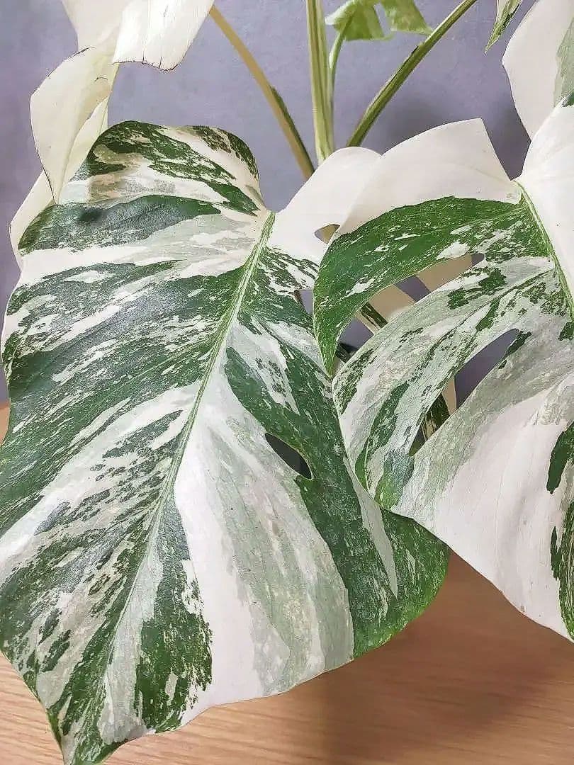 モンステラ ホワイトタイガー 極美株 55cm 斑入りボルシギアナ