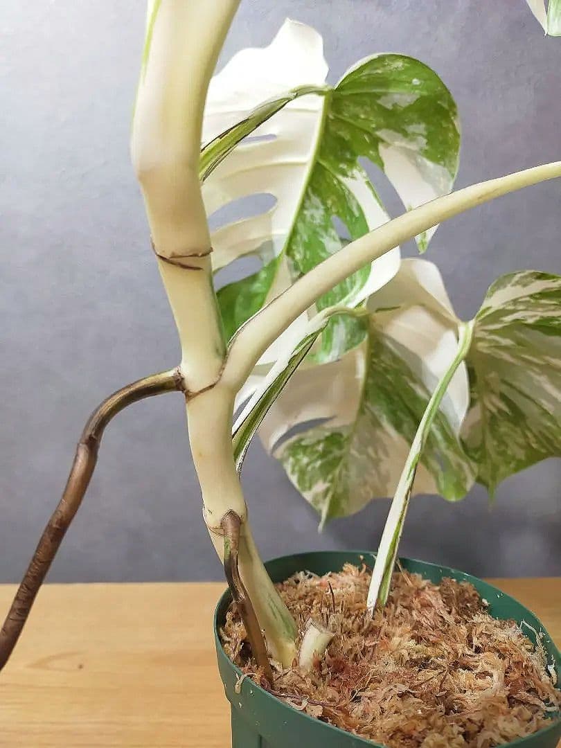 モンステラ ホワイトタイガー 極美株 55cm 斑入りボルシギアナ