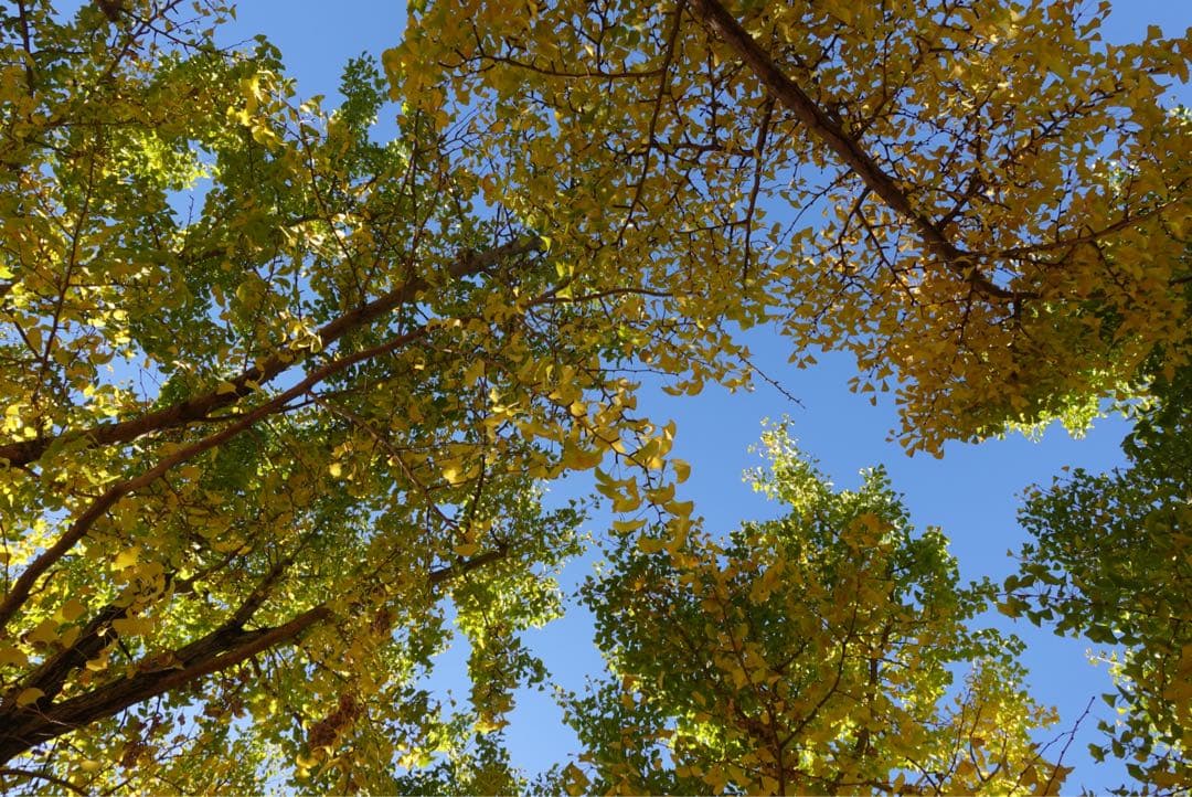 デジタルカメラ SONY VLOGCAM zv-1