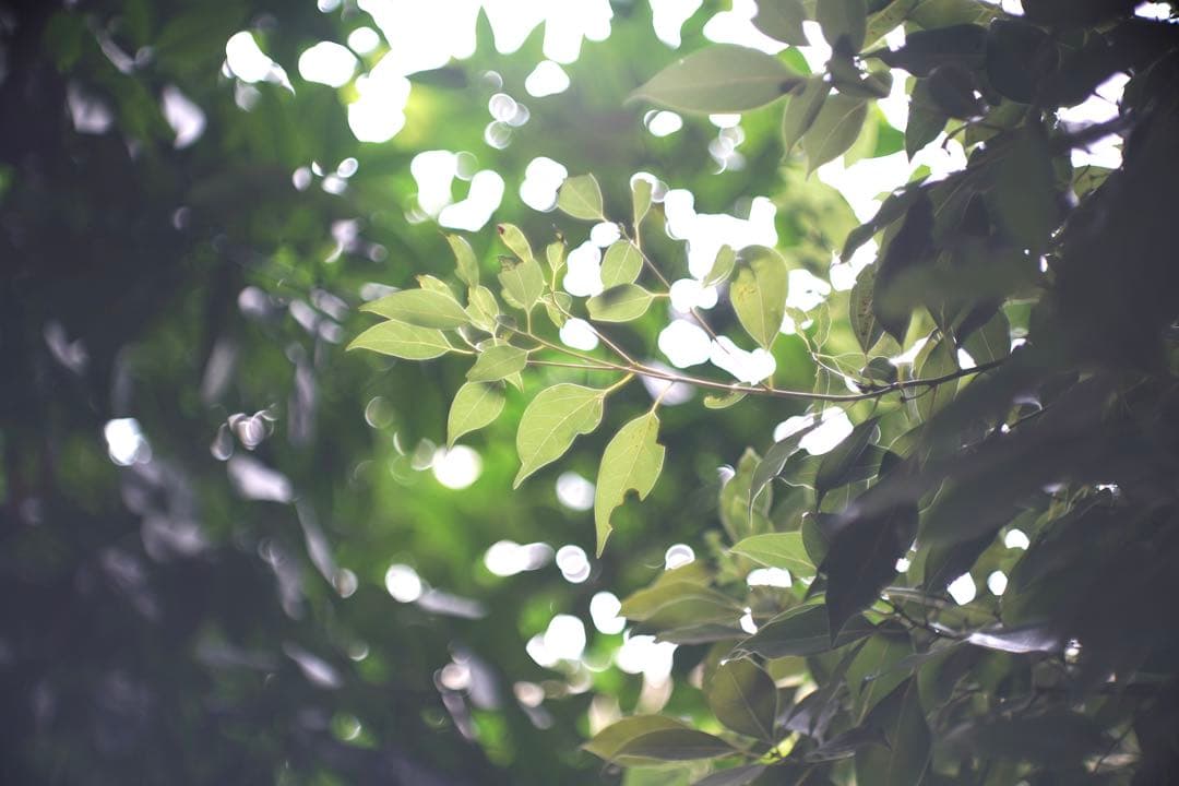 ライカ｜ヘクトール73mm F1.9 Hektor 7.3cm シルバークローム