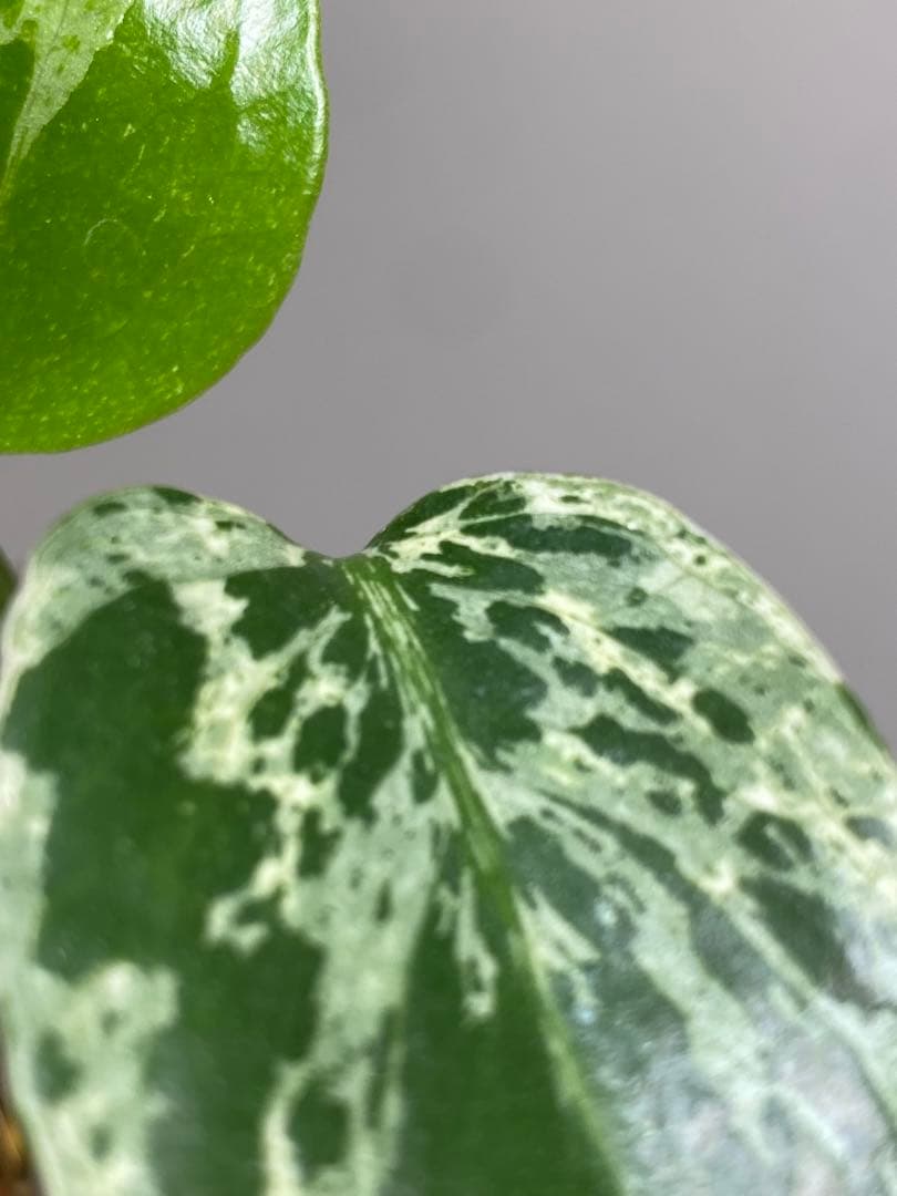 六*ん様 ②【将来有望株‼️】モンステラ　デリシオーサ　バルバソー　フシギダネ/