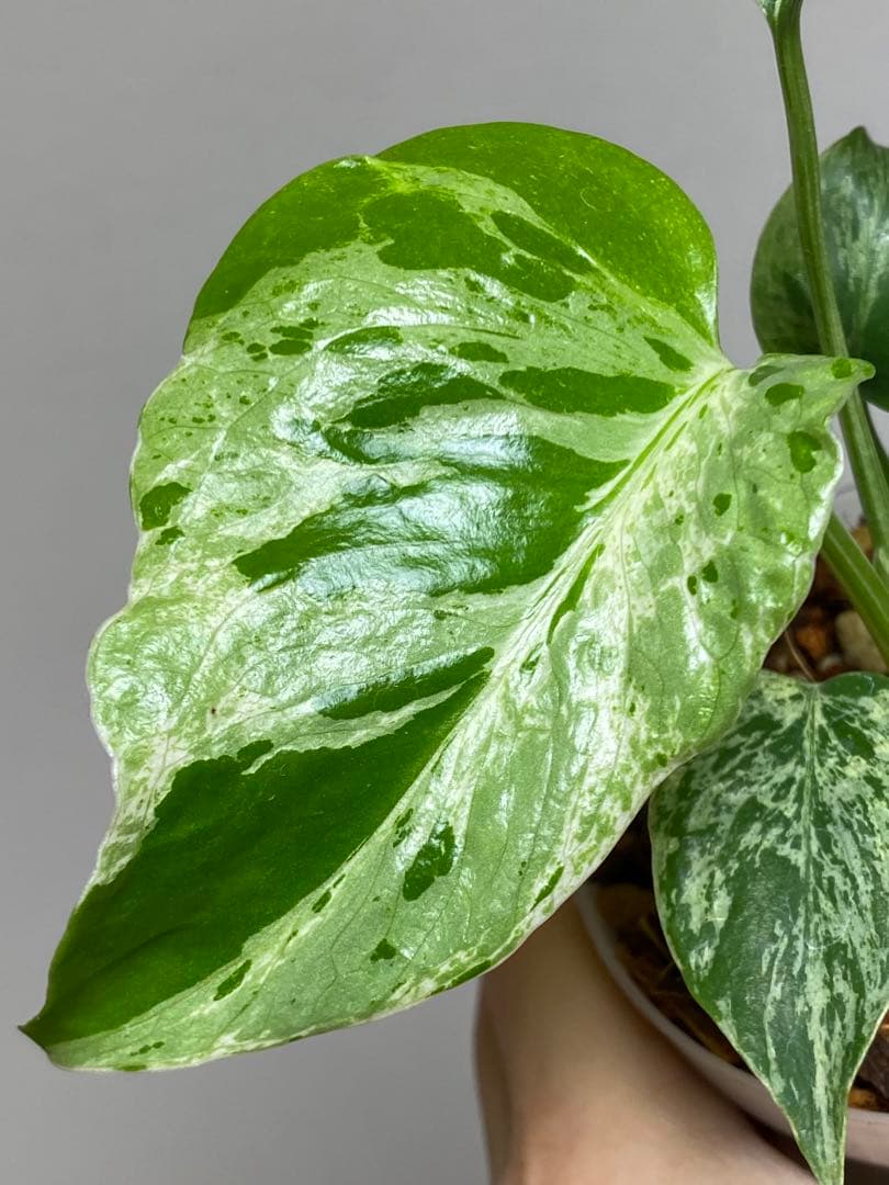 六*ん様 ②【将来有望株‼️】モンステラ　デリシオーサ　バルバソー　フシギダネ/