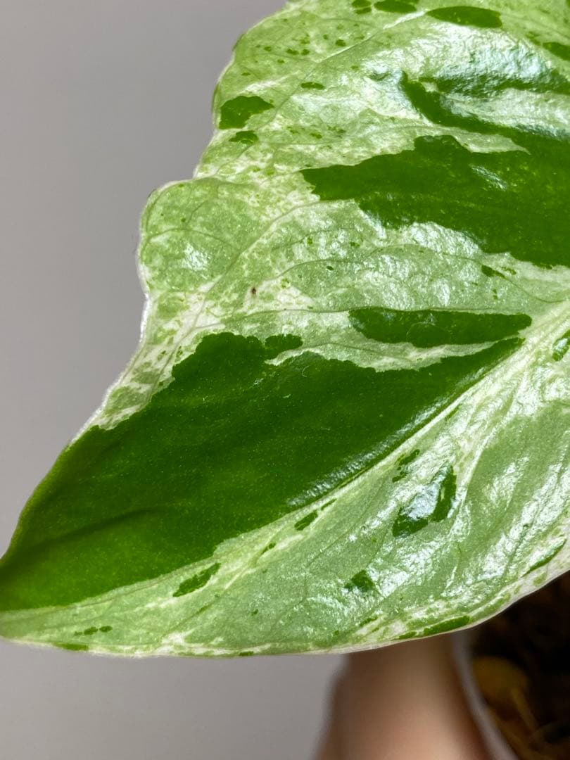 六*ん様 ②【将来有望株‼️】モンステラ　デリシオーサ　バルバソー　フシギダネ/