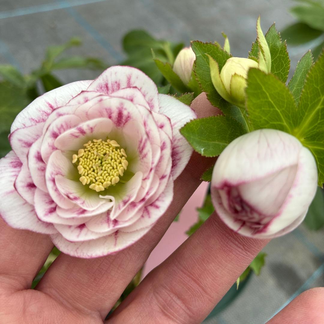 ⭐︎専用⭐︎ クリスマスローズ　超希少株　小輪かすりダブル　6寸