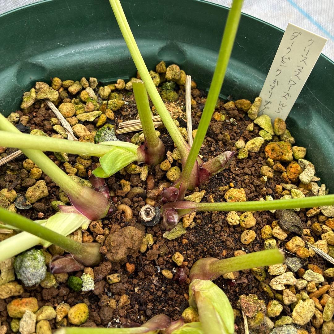 ⭐︎専用⭐︎ クリスマスローズ　超希少株　小輪かすりダブル　6寸