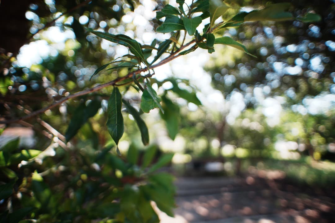 【極美品】Nikon Ai-s Nikkor 20mm F2.8 ニコン 402