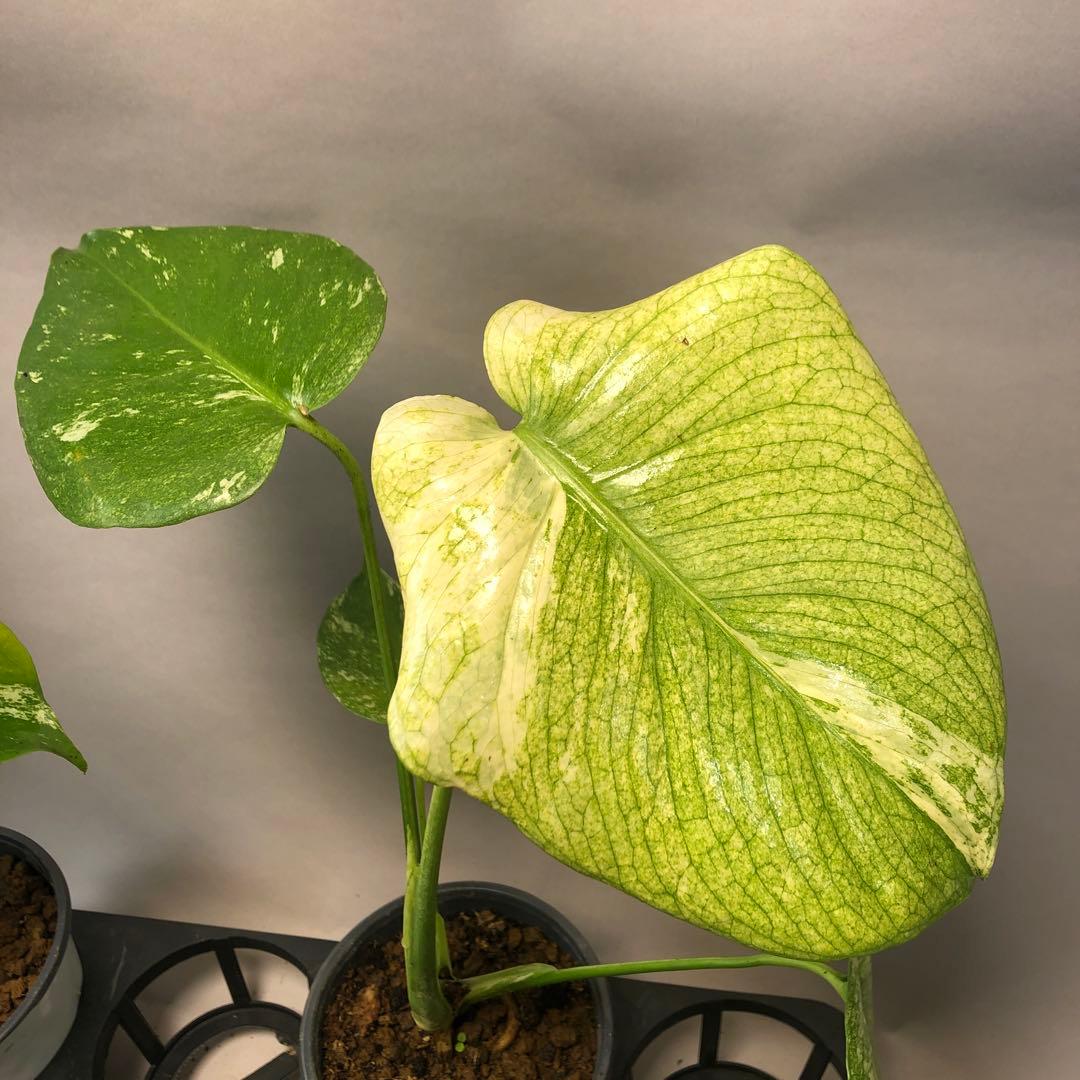 S*T様 5株セットms60【特別選抜】ホワイトモンスター／天津蘭 モンステラ斑