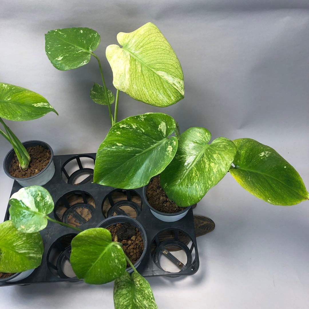 S*T様 5株セットms60【特別選抜】ホワイトモンスター／天津蘭 モンステラ斑