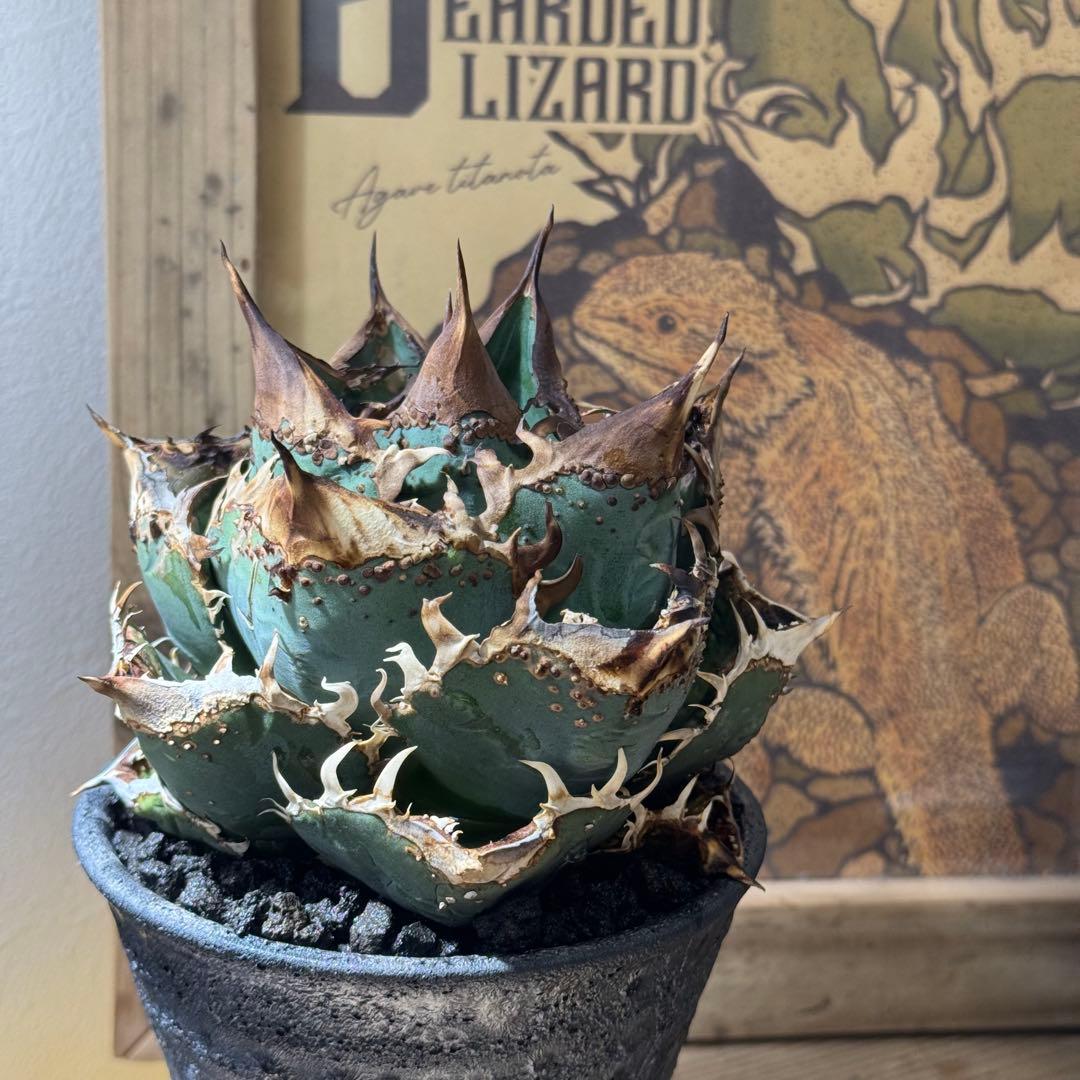 m_gear　発根管理込み　オテロイ　冰雹　ヒョウ　看板株　大きめ　青い