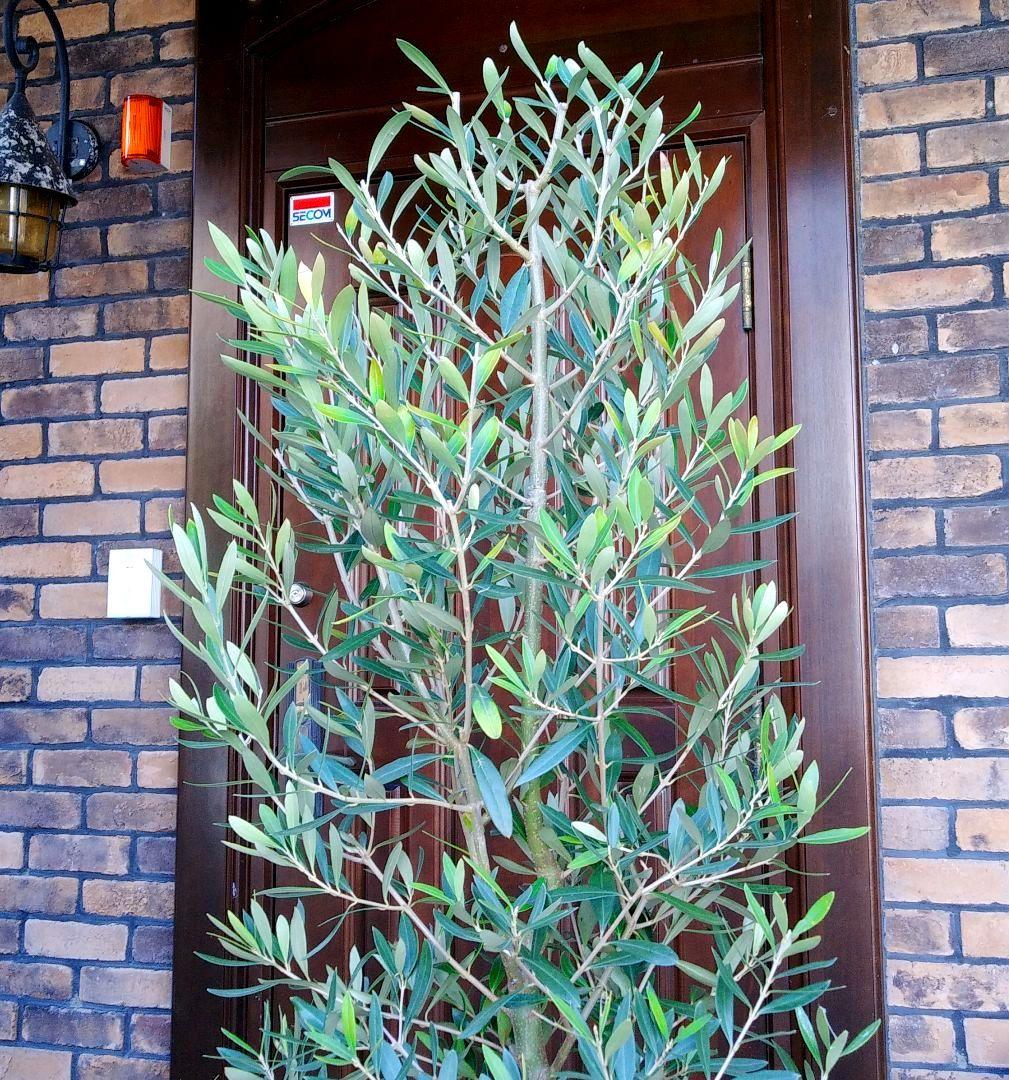 オリーブの木 シプレッシーノ 150cm❗ 整った樹形 大型9号 植え替え済
