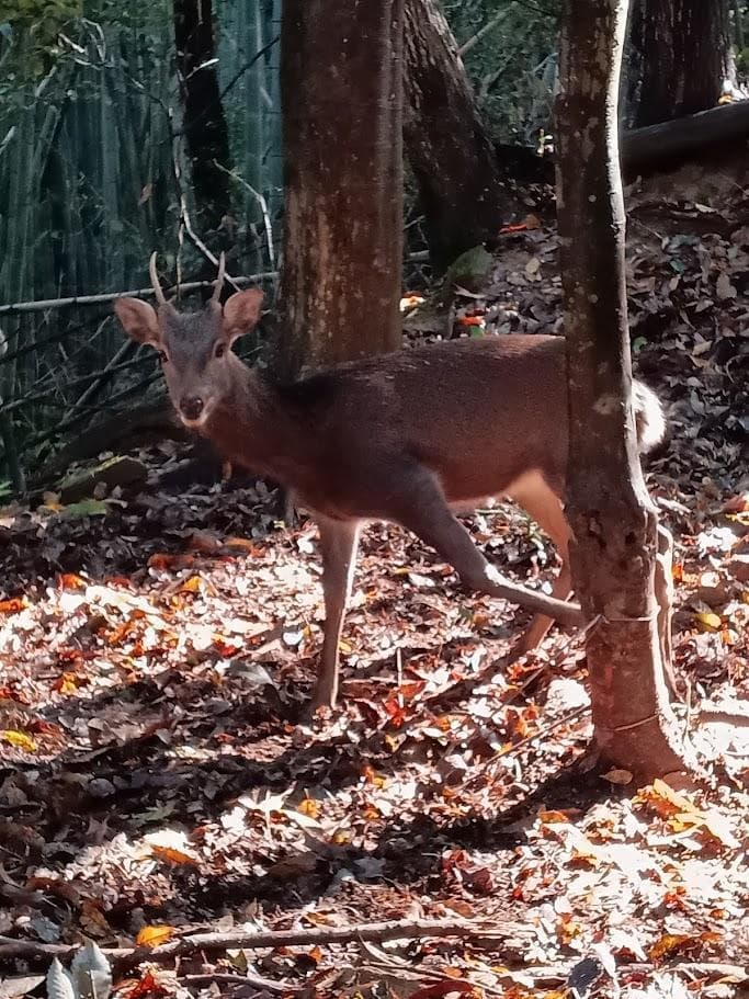 【 在庫処分特価】種名ニホンジカ♂　３２Kg　頭骨・第一頸椎　骨格標本