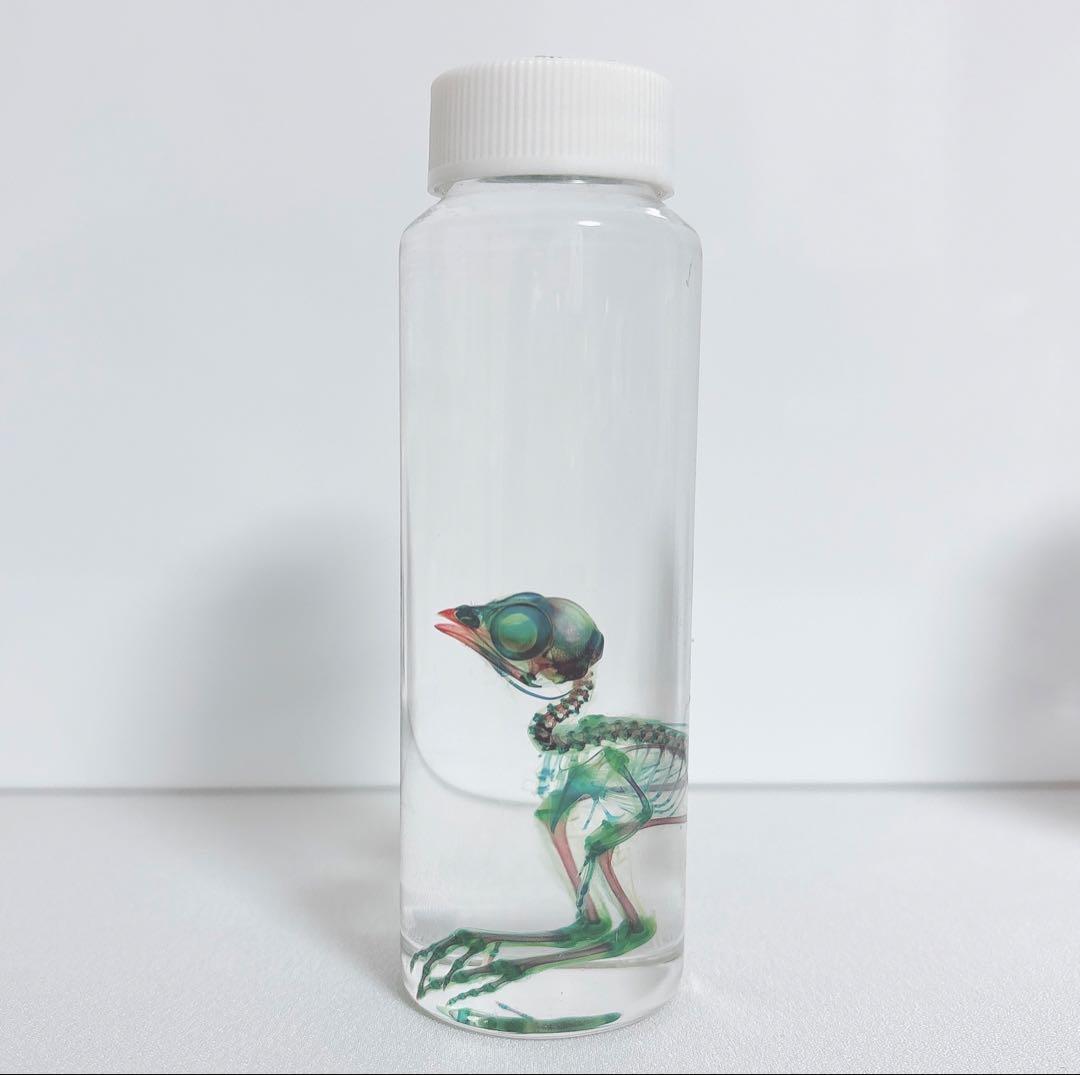 透明標本 ウズラ