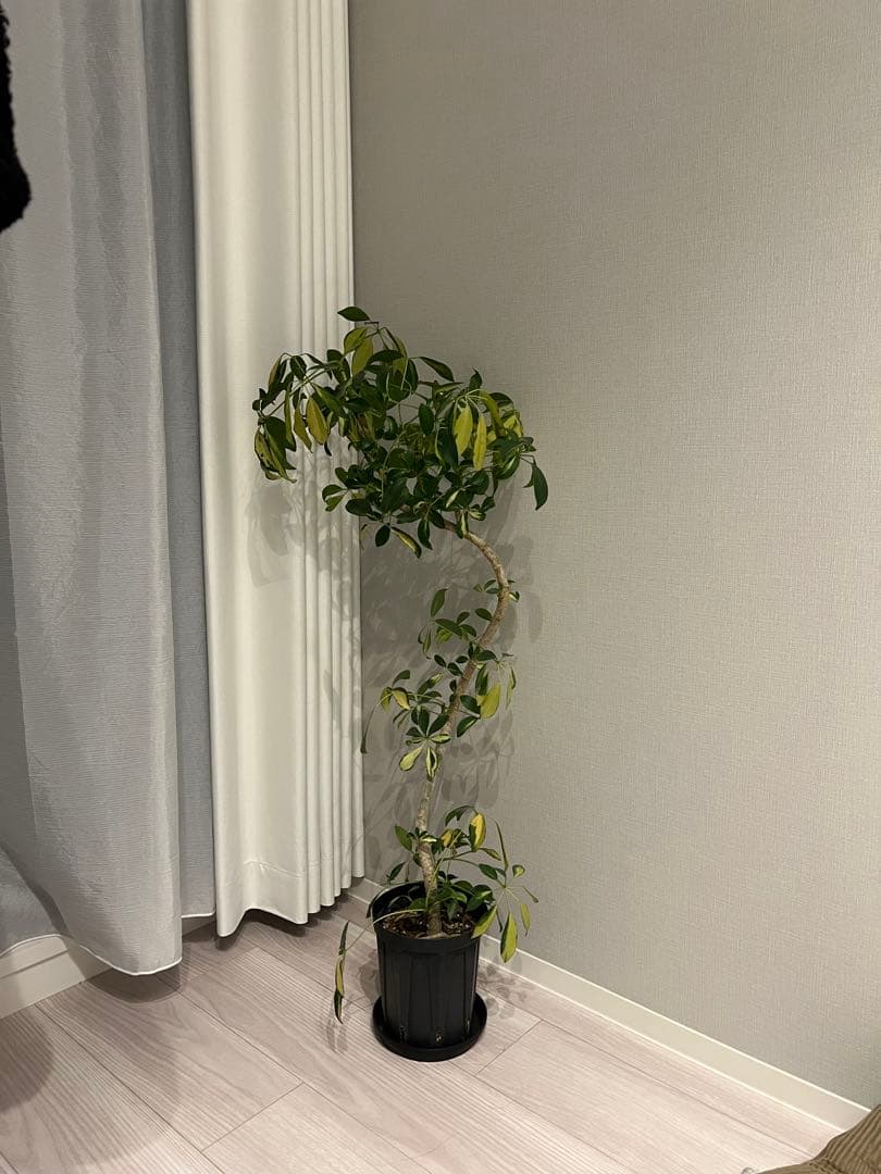 iPhone13pro ゴールド gold simフリー