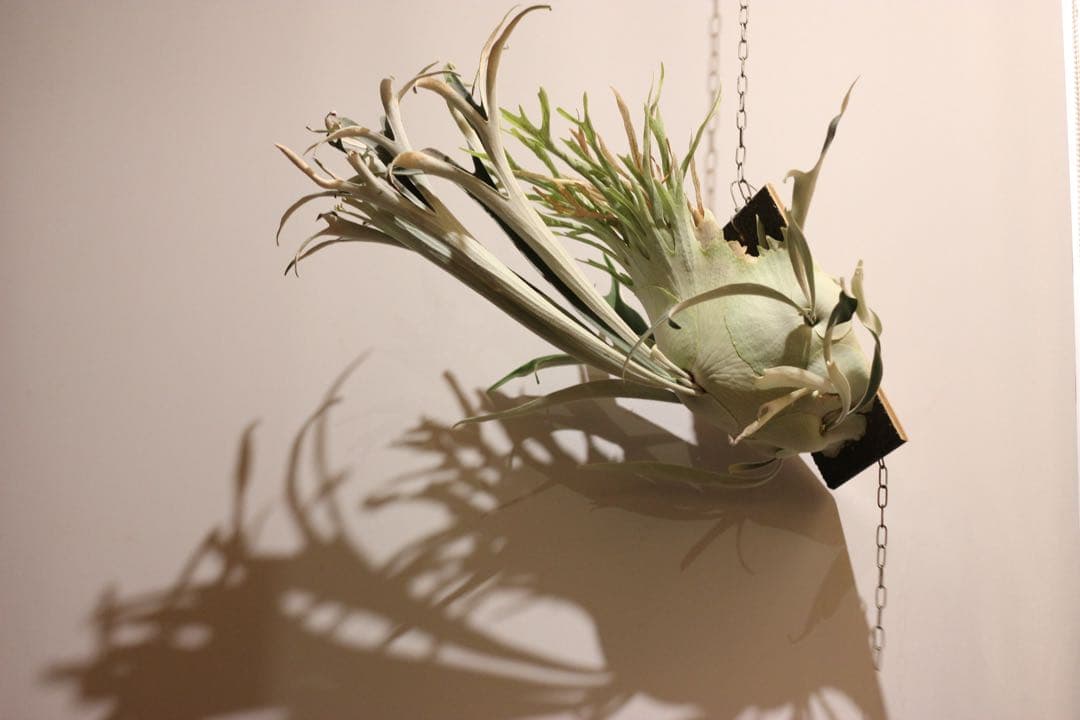 P.veitchii 'Auburn ' 子株販売　③ ビカクシダ