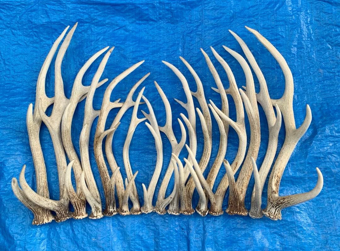 No.2094『鹿角16本セット』鹿の角　エゾ鹿　鹿角　蝦夷鹿