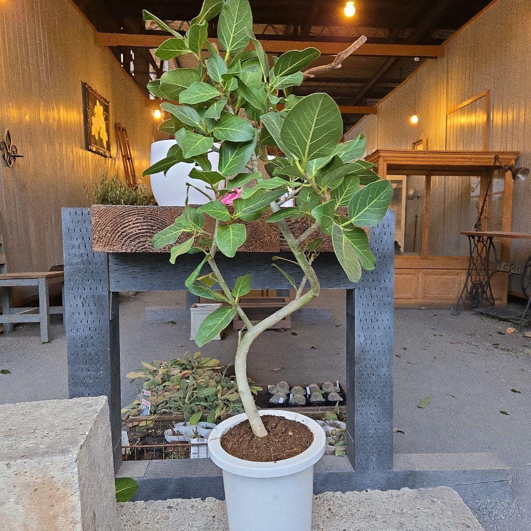 ⑦　フィカス　ベンガレンシ7号　曲がり仕立て最高等級極上品‼️