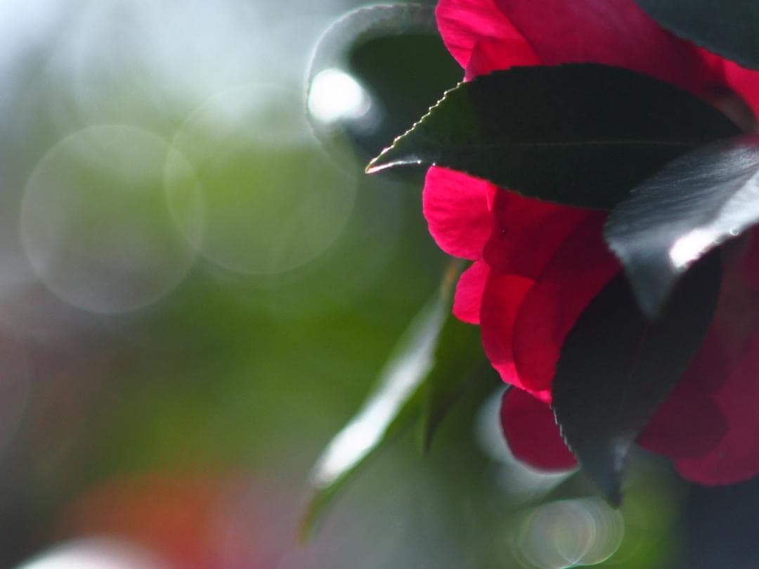 ヘリオス　44-2　M42マウント