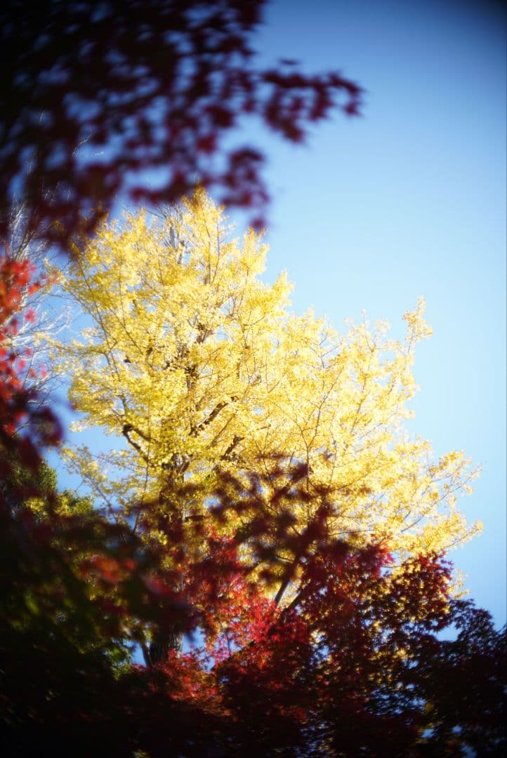 【動作確認済】OLYMPUS ペン用レンズ F.Zuiko 38mm f1.8