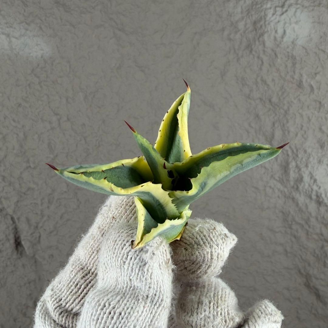 ニ*ス様 【アガベ　サルミアナ フェロックス ”リップル エフェクト”】天芽/Q