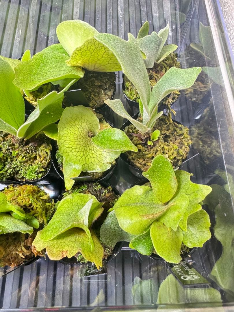 ビカクシダ　15種