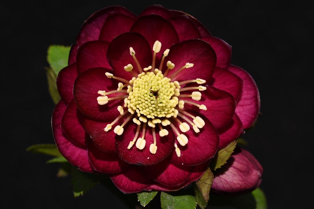 クリスマスローズ　認定！キラメキ✩レッド　加藤農園