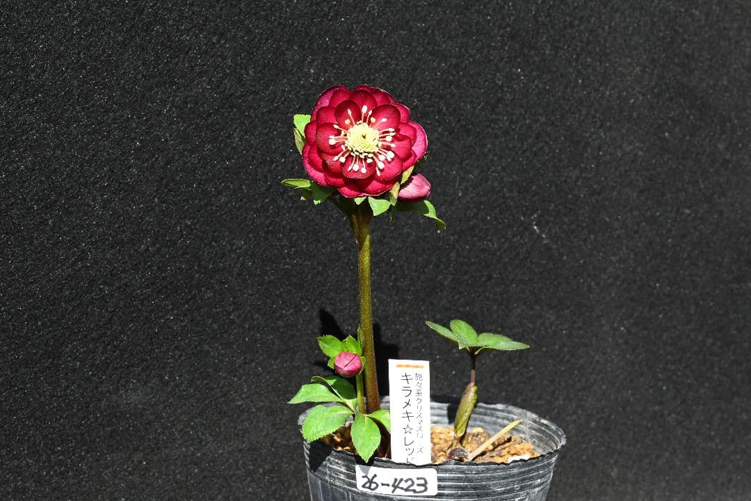 クリスマスローズ　認定！キラメキ✩レッド　加藤農園