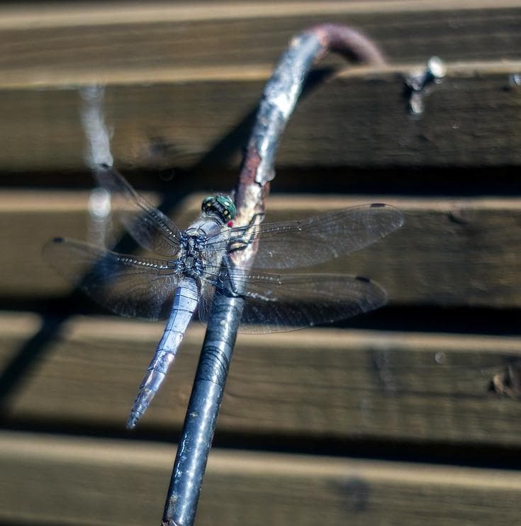 44 ペンタコン PENTACON 50mm F1.8　M42　アダプター付