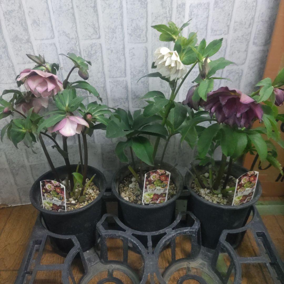 １０日入荷分⭐️クリスマスローズダブル咲き⭐️7鉢セット