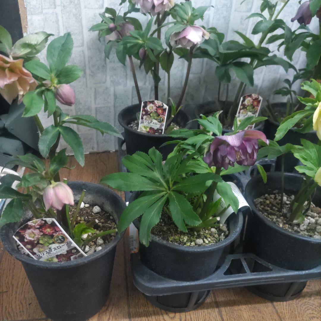 １０日入荷分⭐️クリスマスローズダブル咲き⭐️7鉢セット