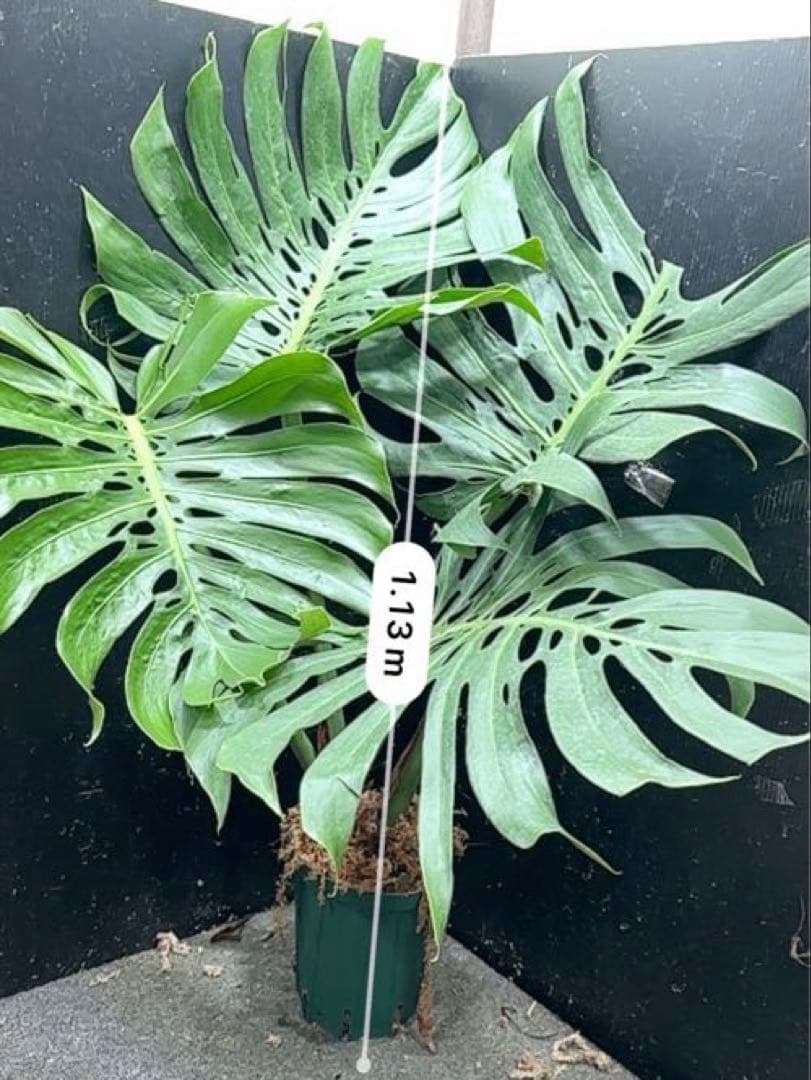 a*i様 モンステラデリシオーサマクロコズム超希少系統鉢植え113㎝レア