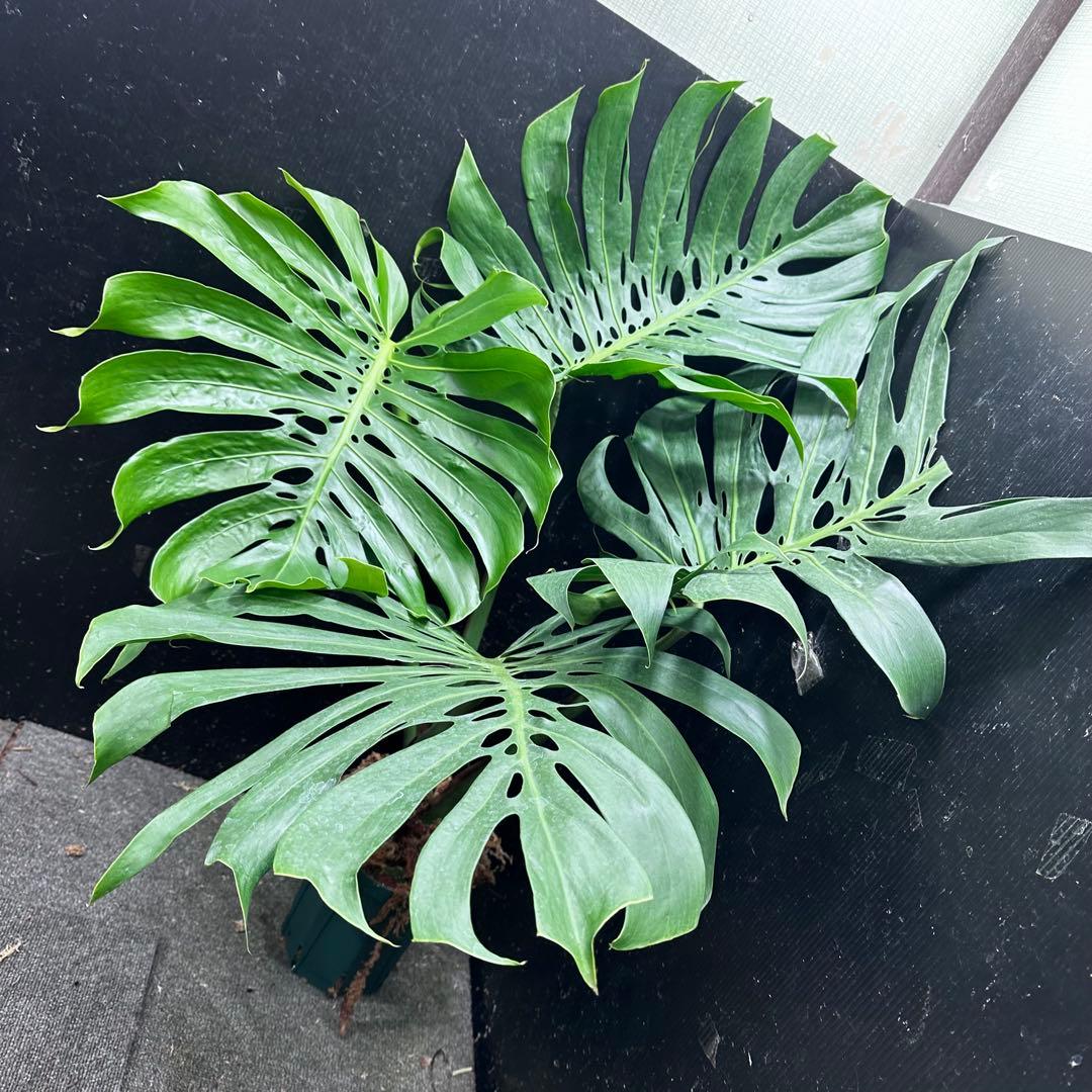 a*i様 モンステラデリシオーサマクロコズム超希少系統鉢植え113㎝レア