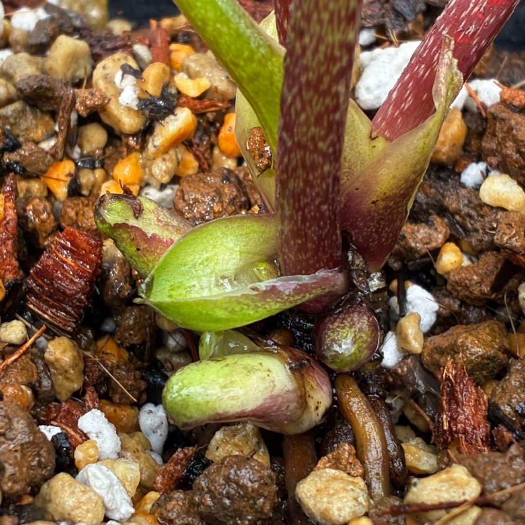 c*読様 3561☘️蕾花タグ付☘️希少品種☘️ロゼルミエール⭐️カラーチェンジ