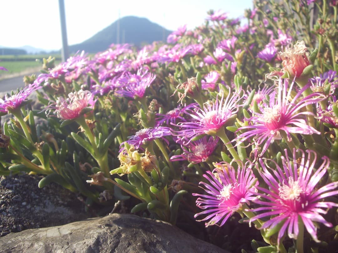 SDカード付/実写美⭕️美品【動作確認済】PENTAX OPTIO S60