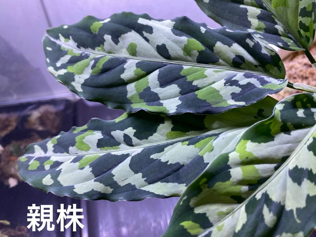 Mumu様 リクエスト 3点 まとめ商品