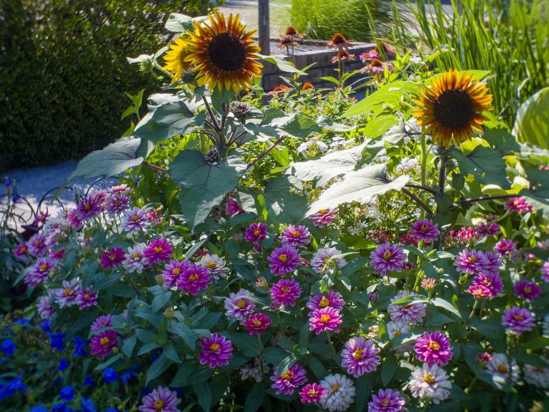 ズノー　ZUNOW-ELMO　13mm/f1.1 Dマウントシネレンズ:作例あり