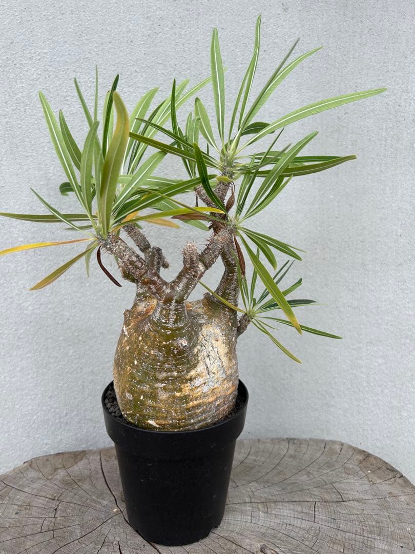 塊根植物 グラキリス　現地球　発根済み