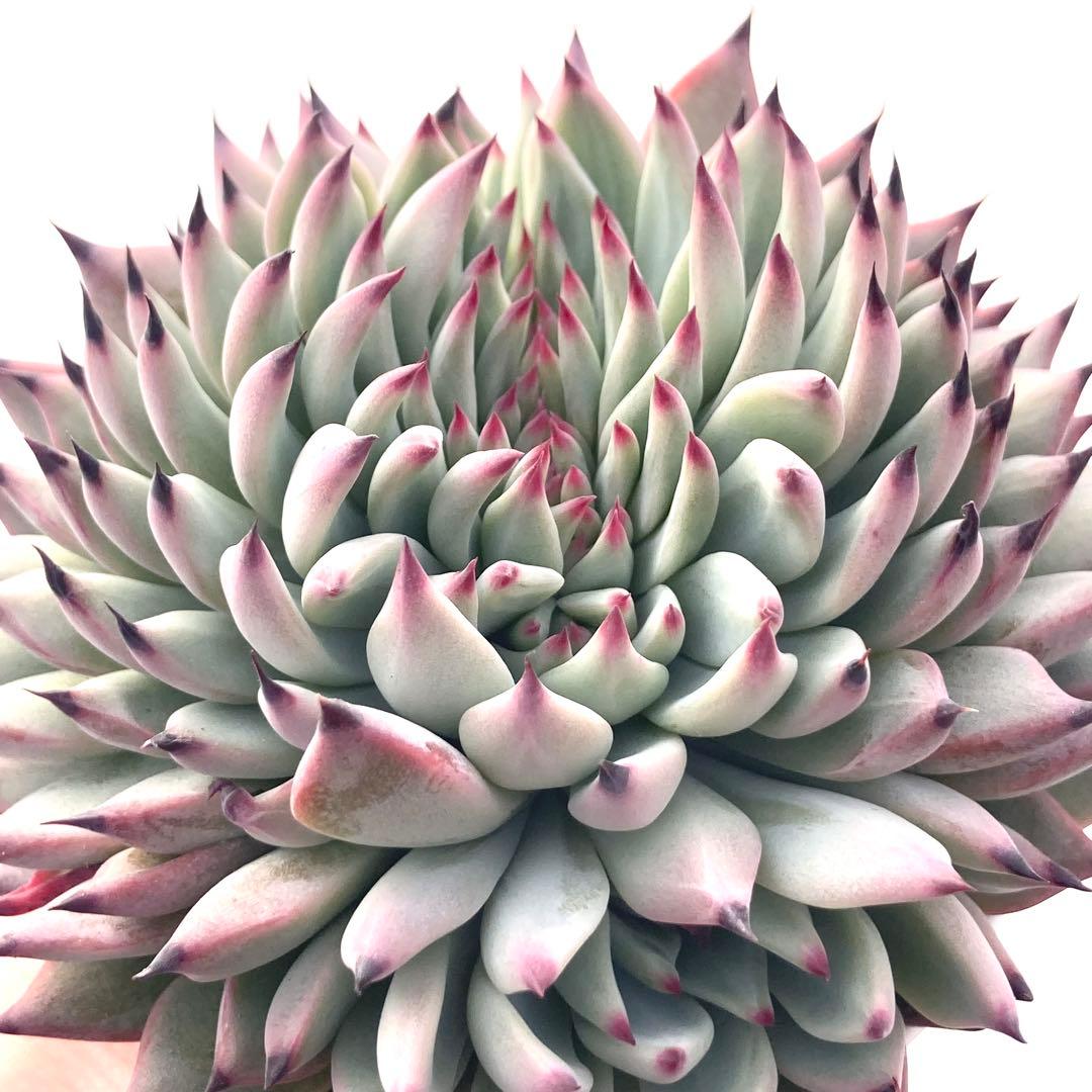 【激レア綴化苗】ミックスベリア 紫紺の矢 多肉植物 おらいさん 自家繁殖苗