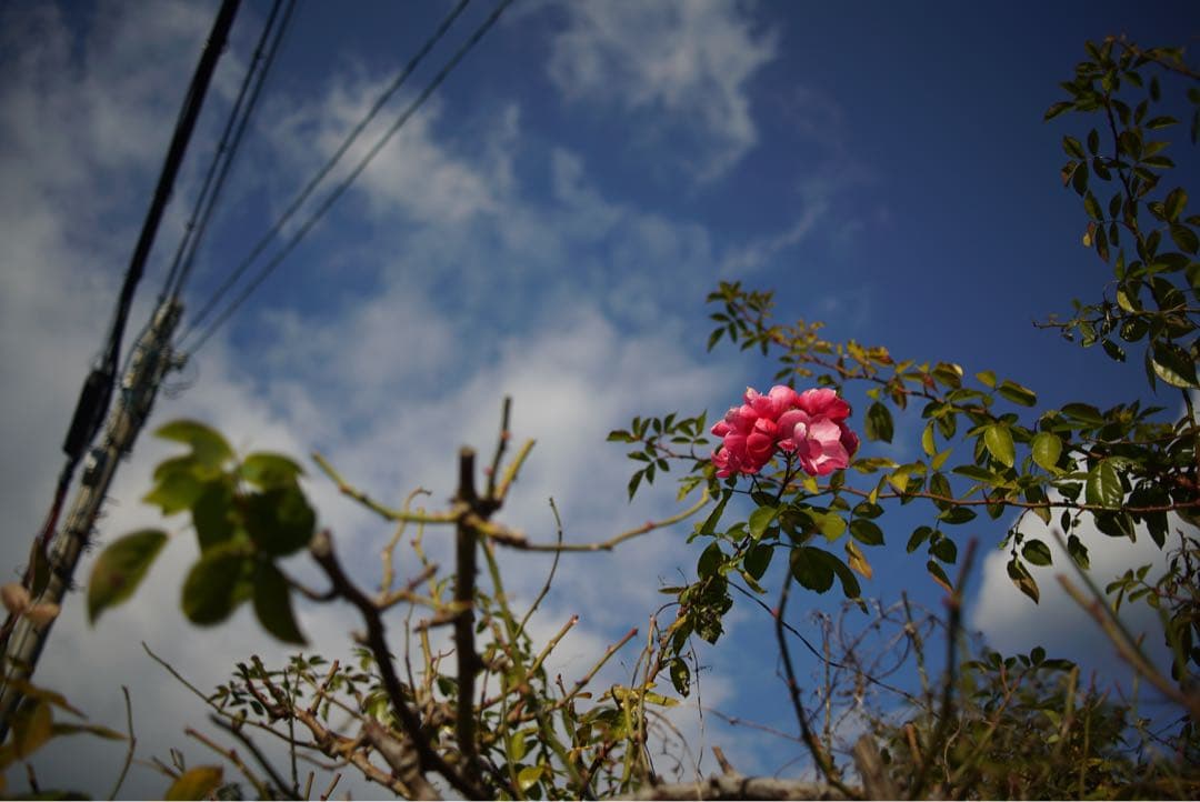 レンズ(単焦点) Carl Zeiss Distagon T* 28mm F2.8 CONTAX
