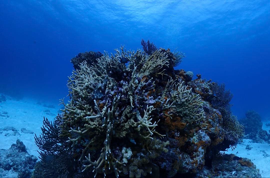 【OLYMPUS オリンパス TG-5&ハウジングPT-058セット】