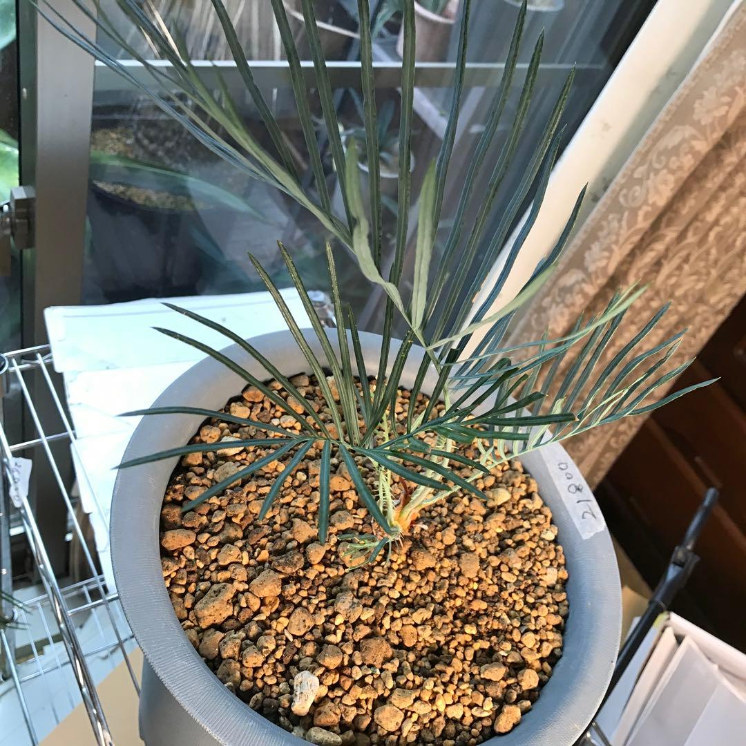 サイカスカイルンシアナ、オーストラリア原産、希少品種