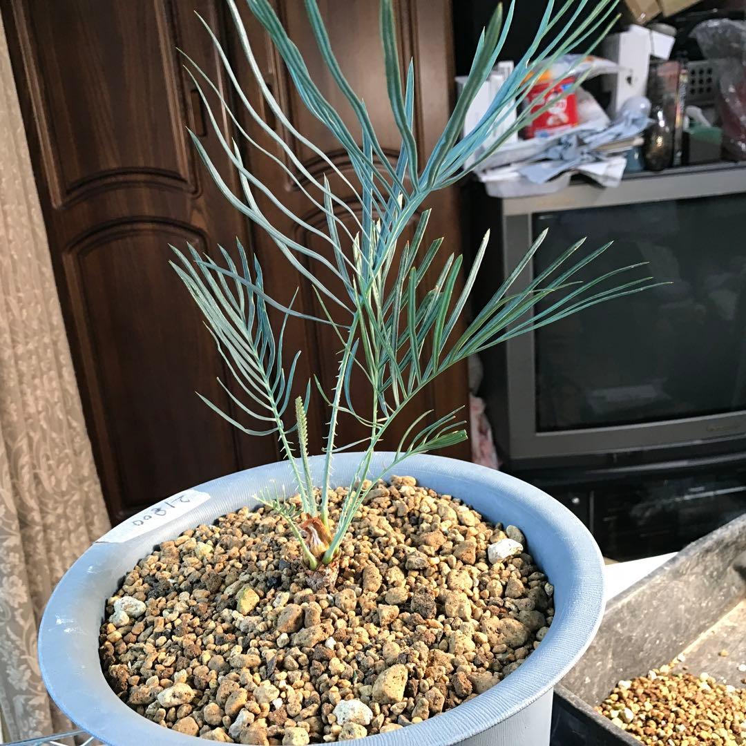 サイカスカイルンシアナ、オーストラリア原産、希少品種