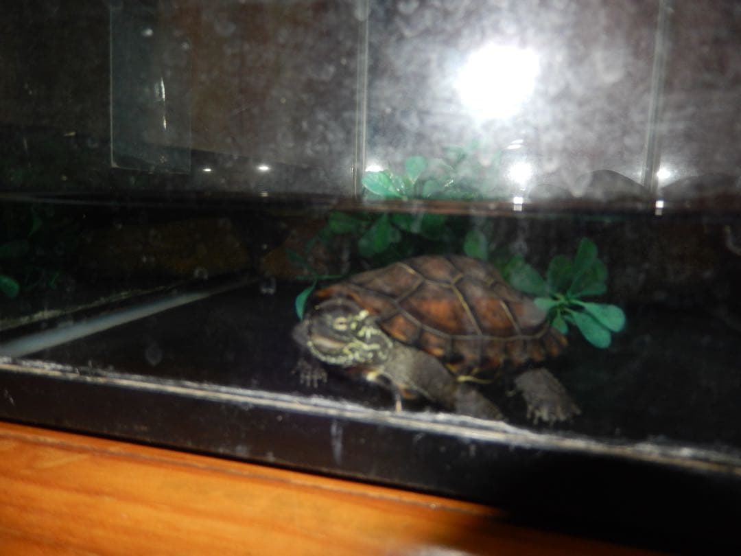 Nikon COOLPIX S9500 デジタルカメラ　コンデジ