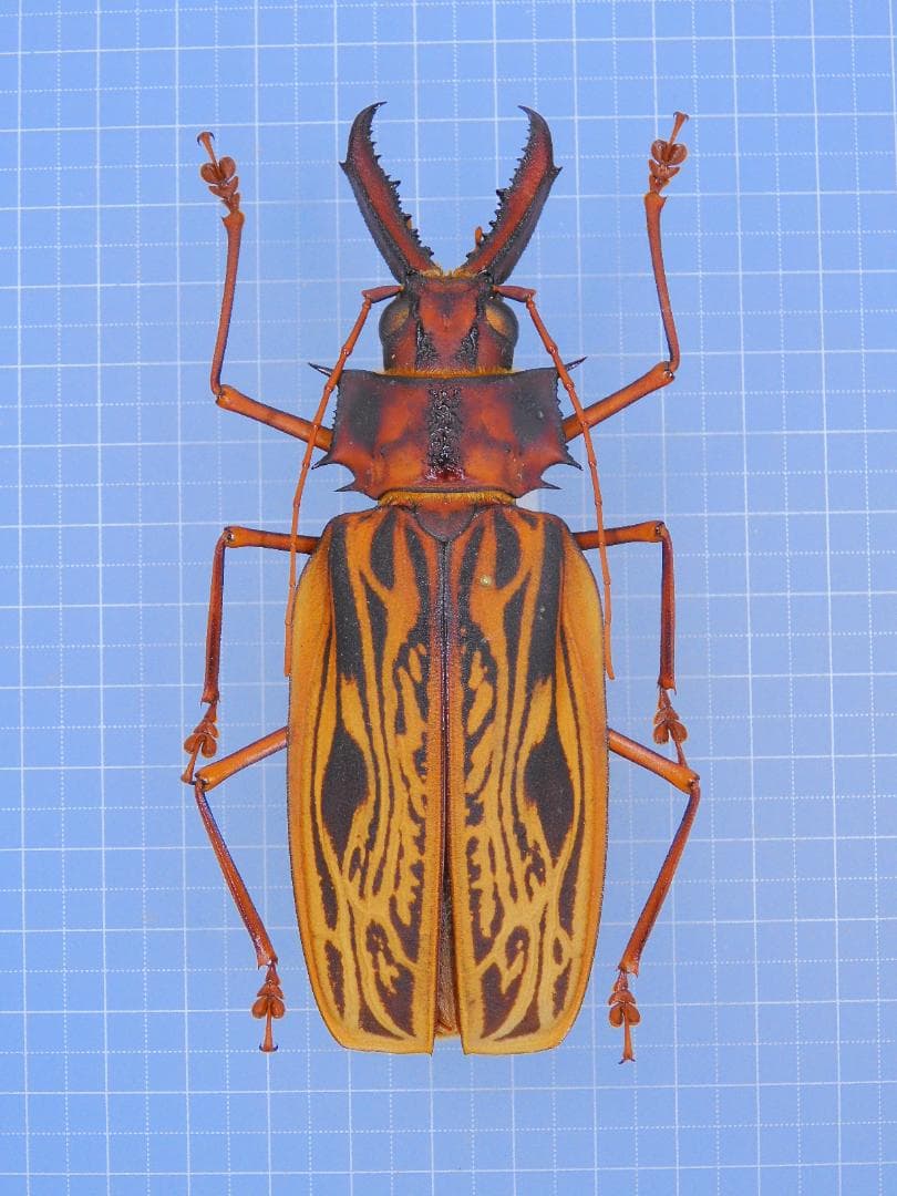 標本 Peru Macrodontia cervicornis 106mm