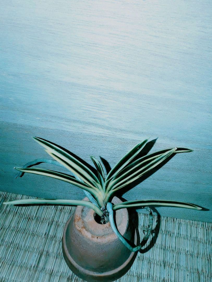 [年末大感謝祭東京土産編激安!!]富貴蘭　必見！!紀州宝冠(紀州雪虎覆輪)