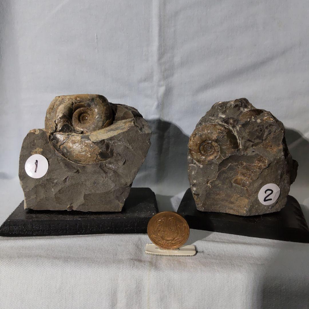 北海道アンモナイト化石、夏休み特別出品、正常巻４点＋異常巻４点＋資料５点