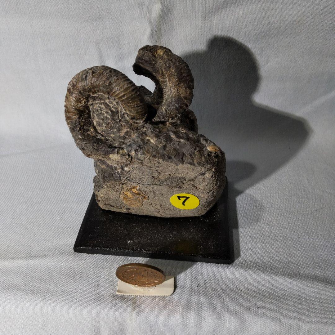 北海道アンモナイト化石、夏休み特別出品、正常巻４点＋異常巻４点＋資料５点